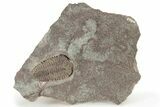 Ordovician Trilobite (Placoparia) Fossil - Morocco #234546-1